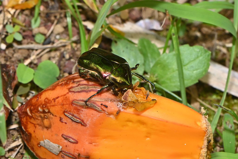 リュウキュウツヤハナムグリ